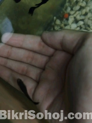 Black mosscow guppy short body new adult